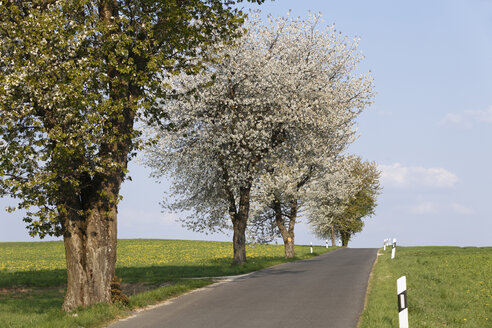 Deutschland, Bayern, Franken, Oberfranken, Fränkische Schweiz, Blick auf leere Landstraße mit Süßkirschbaumblüten - SIEF001496