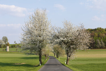 Germany, Bavaria, Franconia, Upper Franconia, Franconian Switzerland, View of empty country road with sweet cherry tree blossoms - SIEF001497