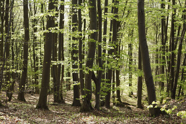 Germany, Bavaria, Franconia, Upper Franconia, Franconian Switzerland, View of beech grove in spring - SIEF001503