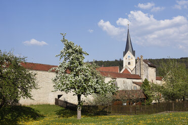 Deutschland, Bayern, Oberpfalz, Berching, Blick auf Stadtmauer mit blühendem Apfelbaum - SIEF001511