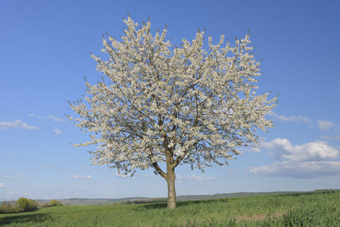 Europa, Deutschland, Bayern, Franken, Blick auf einzelne Kirschbaumblüte im Feld, lizenzfreies Stockfoto