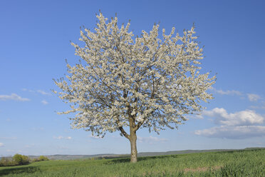 Europa, Deutschland, Bayern, Franken, Blick auf einzelne Kirschbaumblüte im Feld - RUEF000717