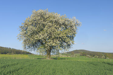 Europa, Deutschland, Bayern, Franken, Blick auf einzelne Kirschbaumblüte im Feld - RUEF000716