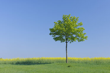 Deutschland, Bayern, Franken, Blick auf einzelnen Spitzahorn im Rapsfeld mit blauem Himmel - RUEF000715