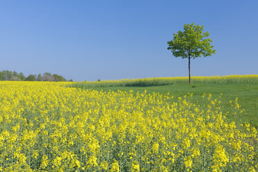 Germany, Bavaria, Franconia, View of single norway maple tree in rape field with blue sky - RUEF000714