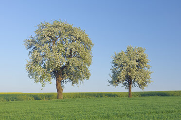 Deutschland, Saarland, Mettlach, Merzig-Wadern, Blick auf blühenden Birnbaum in Wiese - RUEF000712