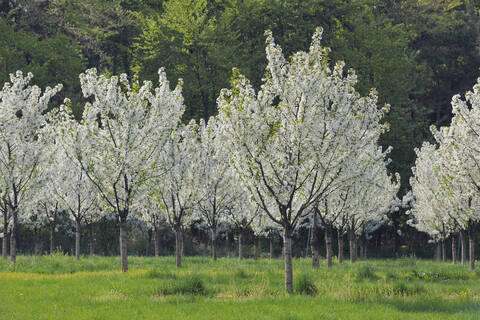 Deutschland, Bayern, Franken, Blick auf blühende Kirschbaumplantage, lizenzfreies Stockfoto