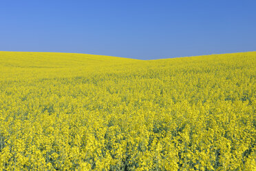 Deutschland, Mecklenburg-Vorpommern, Blick auf ein blühendes Rapsfeld - RUEF000705