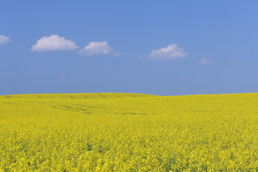 Deutschland, Mecklenburg-Vorpommern, Blick auf ein blühendes Rapsfeld - RUEF000704