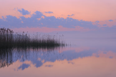 Germany, Mecklenburg-Vorpommern, Mecklenburger Seenplatte, Plau am See, View of sunrise with reeds and reflection in lake - RUEF000699