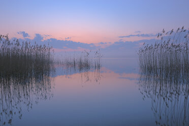 Germany, Mecklenburg-Vorpommern, Mecklenburger Seenplatte, Plau am See, View of sunrise with reeds and reflection in lake - RUEF000698