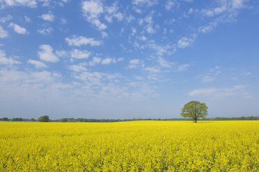 Deutschland, Mecklenburg-Vorpommern, Blick auf eine einzelne Eiche im Rapsfeld - RUEF000691