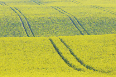 Deutschland, Mecklenburg-Vorpommern, Blick auf Reifenspuren in gelb blühendem Rapsfeld - RUEF000687