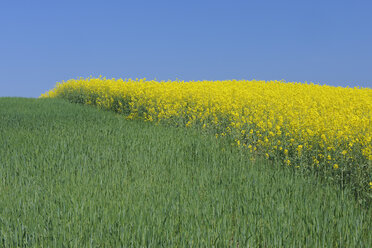 Deutschland, Mecklenburg-Vorpommern, Blick auf grünes Weizenfeld mit Rapsfeld im Frühling - RUEF000686