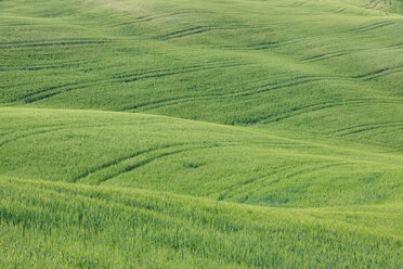 Italy, Tuscany, Province of Siena, Val d'Orcia, Pienza, View of green wheat field with tyre tracks - RUEF000683