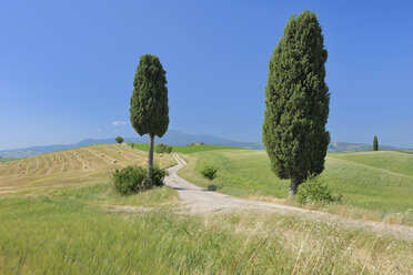 Italy, Tuscany, Province of Siena, Val d'Orcia, Pienza, View of cypress trees along dirt road - RUEF000674