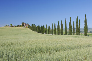 Italien, Toskana, Provinz Siena, San Quirico d'Orcia, Val d'Orcia, Blick auf Zypressenreihen entlang der Straße - RUEF000673