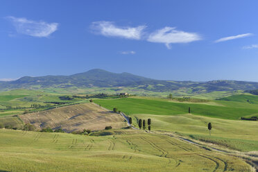 Italy, Tuscany, Province of Siena, Monte Amiata, Val d'Orcia, Pienza, View of cypress trees along dirt road - RUEF000671