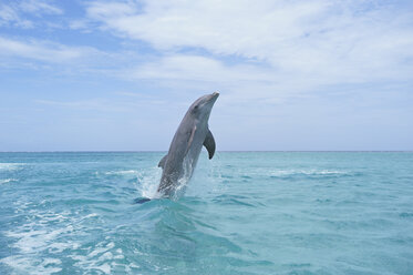 Lateinamerika, Honduras, Bay Islands Department, Roatan, Karibisches Meer, Blick auf einen Großen Tümmler, der ins Meerwasser springt - RUEF000663