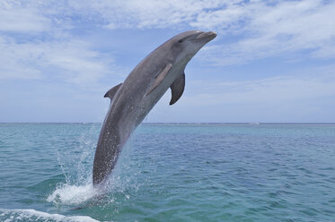 Lateinamerika, Honduras, Bay Islands Department, Roatan, Karibisches Meer, Blick auf einen Großen Tümmler, der ins Meerwasser springt - RUEF000660