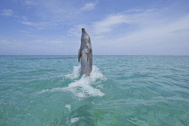 Lateinamerika, Honduras, Bay Islands Department, Roatan, Karibisches Meer, Blick auf einen Großen Tümmler, der ins Meerwasser springt - RUEF000653