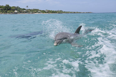 Latin America, Honduras, Bay Islands Department, Roatan, Caribbean Sea, View of two bottlenose dolphins swimming in seawater surface - RUEF000650