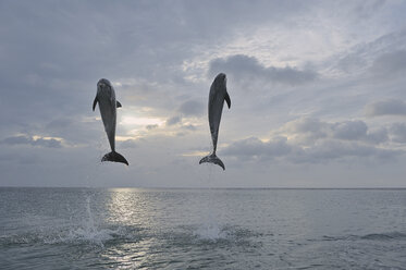 Lateinamerika, Honduras, Bay Islands Department, Roatan, Karibisches Meer, Blick auf Große Tümmler, die in der Abenddämmerung ins Meerwasser springen - RUEF000643