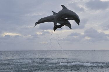 Latin America, Honduras, Bay Islands Department, Roatan, Caribbean Sea, View of bottlenose dolphins jumping in seawater at dusk - RUEF000642