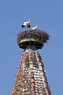 Frankreich, Elsass, Ribeauvillé, Blick auf zwei Weißstörche im Nest auf dem Dach eines Kirchturms - WDF000903