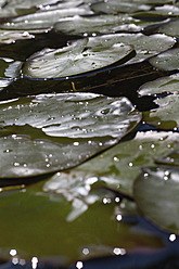 Austria, Vienna, View of water lily leaves on water - MBEF000107
