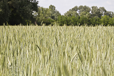 Österreich, Lobau, Blick auf Kornfeld - MBEF000120