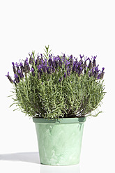 Nahaufnahme einer Lavendelpflanze im Topf vor weißem Hintergrund - MAEF003329