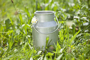 Deutschland, Nahaufnahme einer Milchkanne mit Gänseblümchen im Gras - MAEF003353