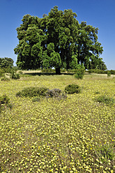 Europa, Spanien, Extremadura, Dehesa, Blick auf Korkeiche in Wiese - ESF000050