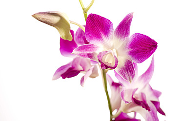 Nahaufnahme einer rosa Orchidee vor weißem Hintergrund - RNF000598