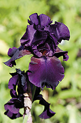 Deutschland, Nahaufnahme einer violetten Orrisblüte - CSF015153