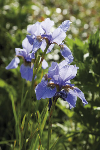 Deutschland, Nahaufnahme einer violetten Irisblüte, lizenzfreies Stockfoto