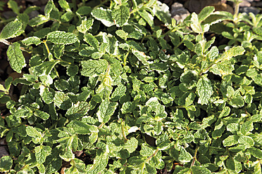 Germany, Close up of Variegated Apple Mint plant - CSF015177