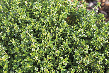 Germany, Close up of citrus thyme plant - CSF015183