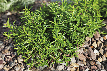 Deutschland, Nahaufnahme der Pflanze Satureja montana - CSF015204