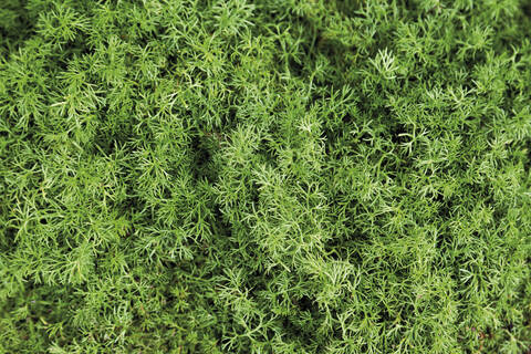 Germany, Close up of Roman camomile plant stock photo