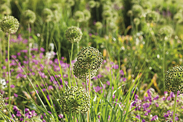 Deutschland, Nahaufnahme einer verwelkten Allium in einem Blumenfeld - CSF015209