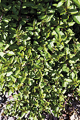 Deutschland, Nahaufnahme der Mentha piperita Pflanze - CSF015214