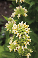 Deutschland, Nahaufnahme der Blüte von Phlomis russeliana - CSF015233