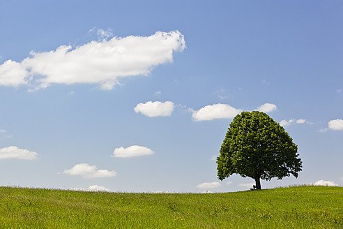 Deutschland, Bayern, Blick auf einen einzelnen Tilia-Baum in einer Wiese - FOF003428