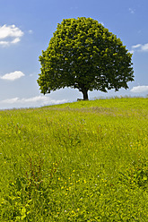 Deutschland, Bayern, Blick auf einen einzelnen Tilia-Baum in einer Wiese - FOF003430