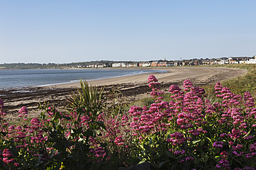 Republik Irland, Grafschaft Fingal, Skerries, Roter Baldrian in Strandnähe - SIEF001591