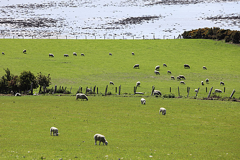 Vereinigtes Königreich, Nordirland, County Down, Carlingford Lough, Blick auf weidende Schafe im Gras - SIEF001599