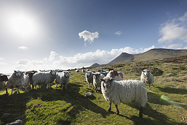 United Kingdom, Northern Ireland, County Down, View of sheeps in grass - SIEF001602