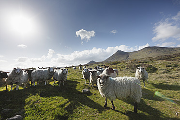 Vereinigtes Königreich, Nordirland, County Down, Blick auf Schafe im Gras - SIEF001602